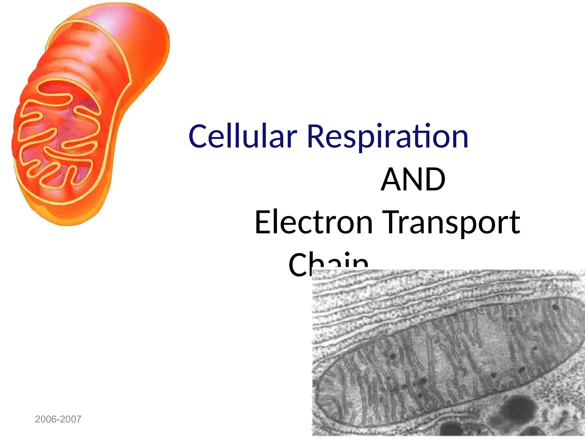 Cellular Respiration
AND
Electron Transport
Chain
2006-2007
 