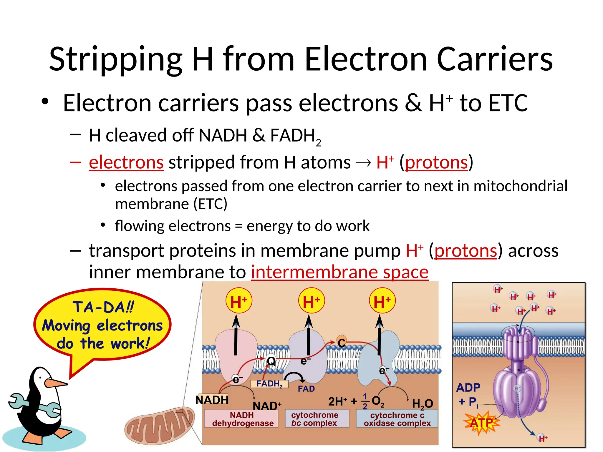 H+
H+
H+
H+
H+ H+
H+
H+
H+
ATP
NAD+
Q
C
NADH H2O
H+
e–
2H+
+ O2
H+
H+
e–
FADH2
1
2
NADH
dehydrogenase
cytochrome
bc complex
cytochrome c
oxidase complex
FAD
e–
Stripping H from Electron Carriers
• Electron carriers pass electrons & H+
to ETC
– H cleaved off NADH & FADH2
– electrons stripped from H atoms  H+
(protons)
• electrons passed from one electron carrier to next in mitochondrial
membrane (ETC)
• flowing electrons = energy to do work
– transport proteins in membrane pump H+
(protons) across
inner membrane to intermembrane space
ADP
+ Pi
TA-DA!!
Moving electrons
do the work!
H+
H+
H+
 