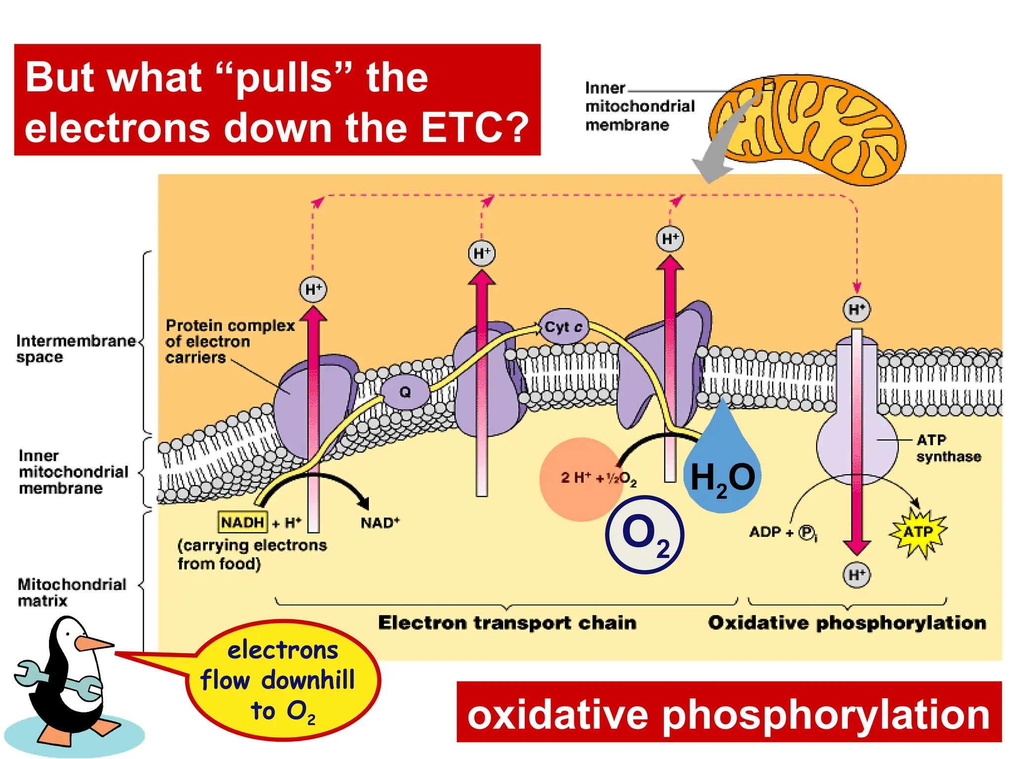 But what “pulls” the
electrons down the ETC?
electrons
flow downhill
to O2 oxidative phosphorylation
O2
H2O
 