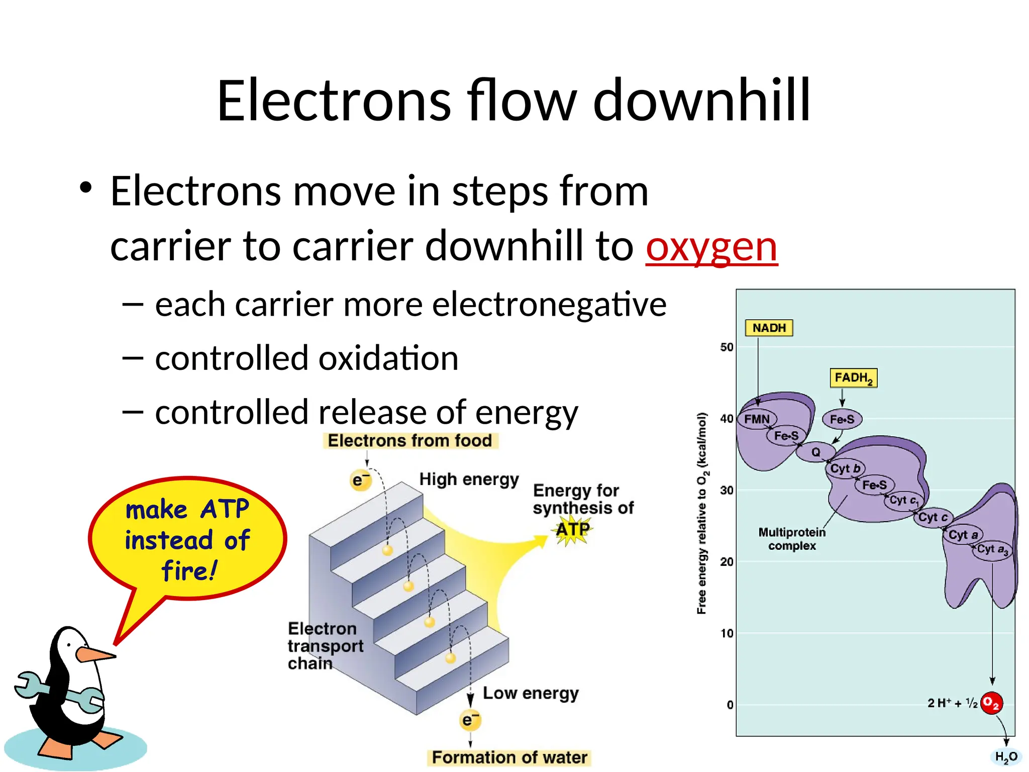 Electrons flow downhill
• Electrons move in steps from
carrier to carrier downhill to oxygen
– each carrier more electronegative
– controlled oxidation
– controlled release of energy
make ATP
instead of
fire!
 