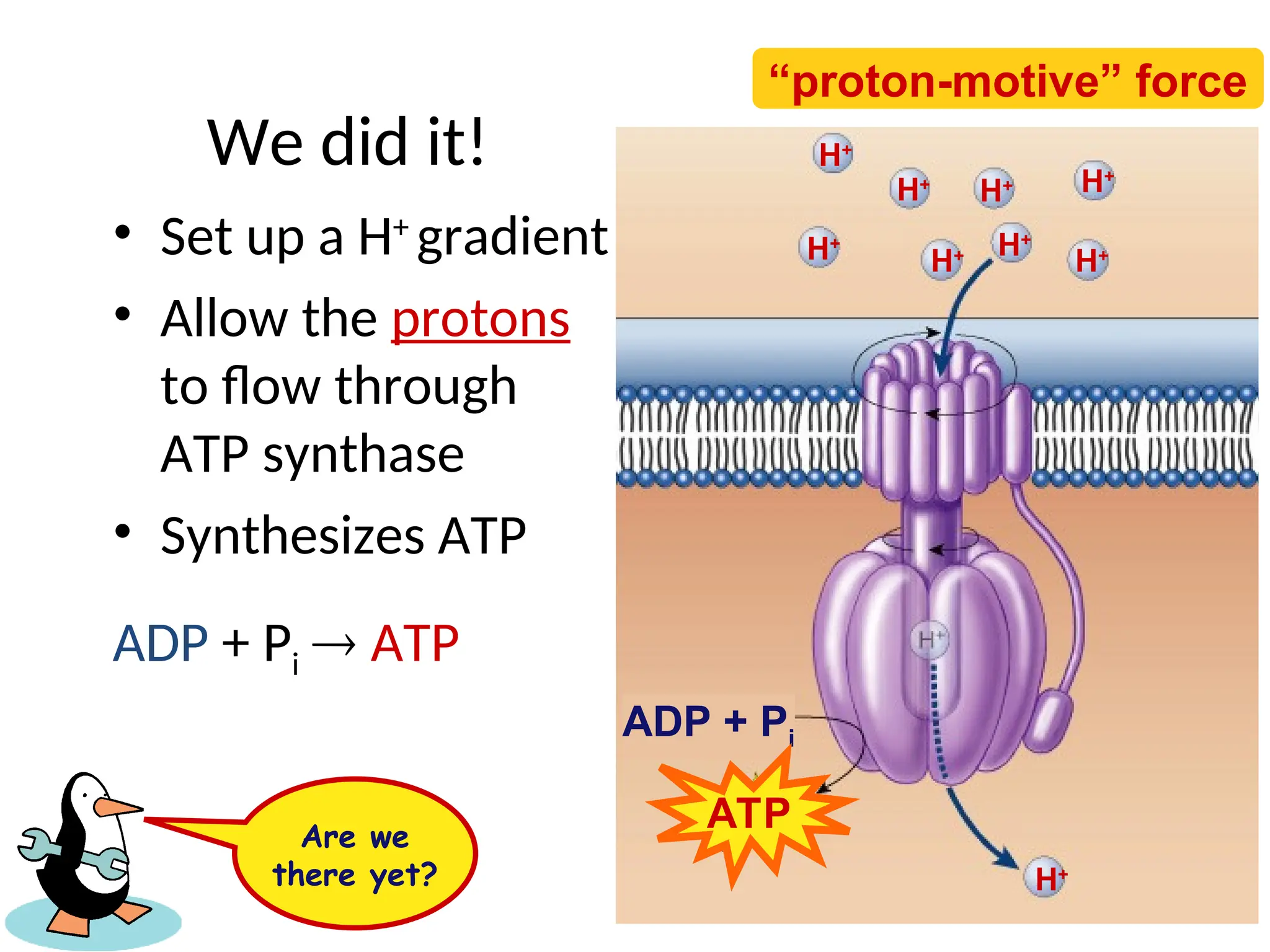 H+
ADP + Pi
H+
H+
H+
H+ H+
H+
H+
H+
We did it!
• Set up a H+
gradient
• Allow the protons
to flow through
ATP synthase
• Synthesizes ATP
ADP + Pi  ATP
ATP
Are we
there yet?
“proton-motive” force
 