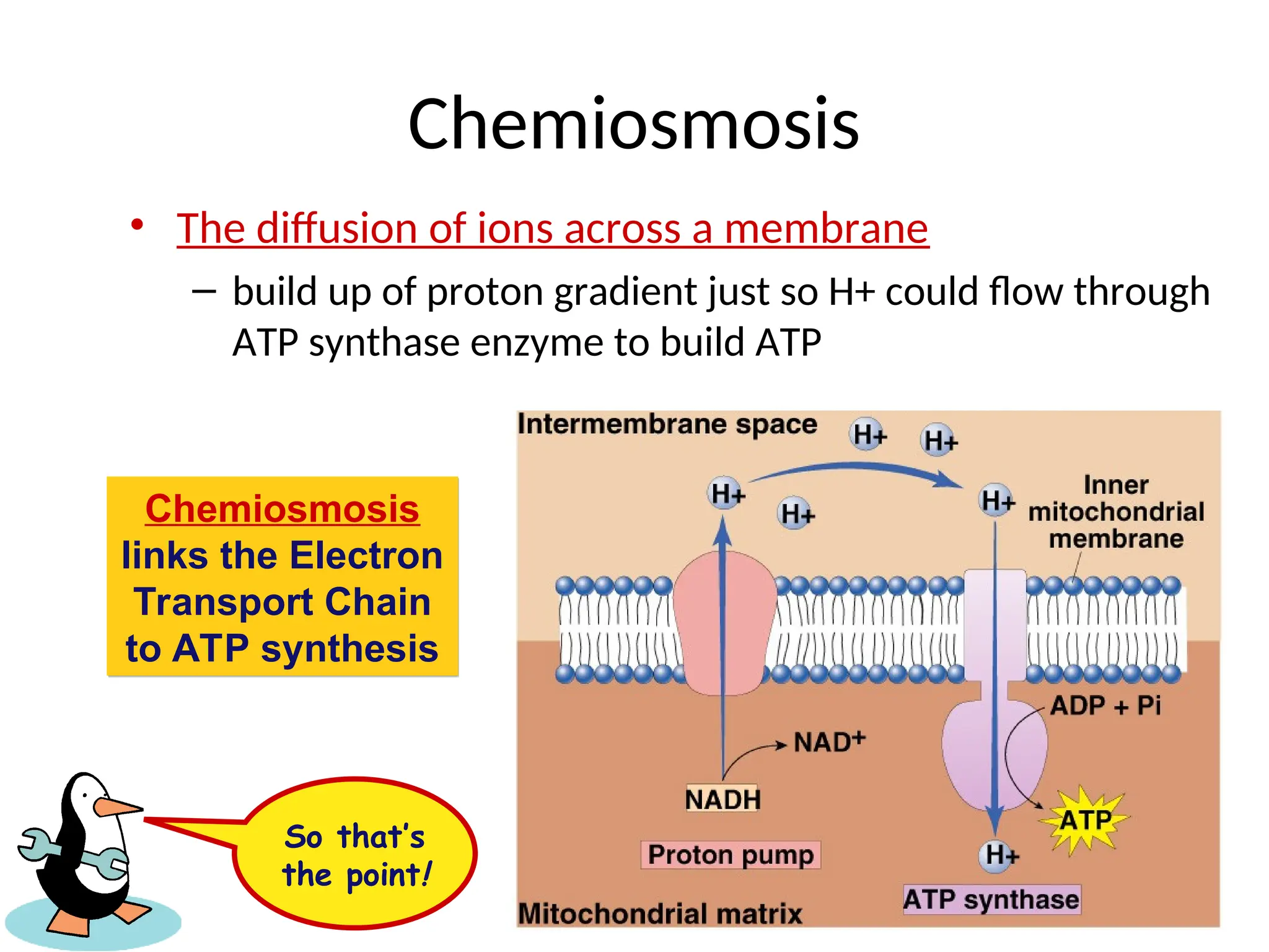 Chemiosmosis
• The diffusion of ions across a membrane
– build up of proton gradient just so H+ could flow through
ATP synthase enzyme to build ATP
Chemiosmosis
links the Electron
Transport Chain
to ATP synthesis
So that’s
the point!
 