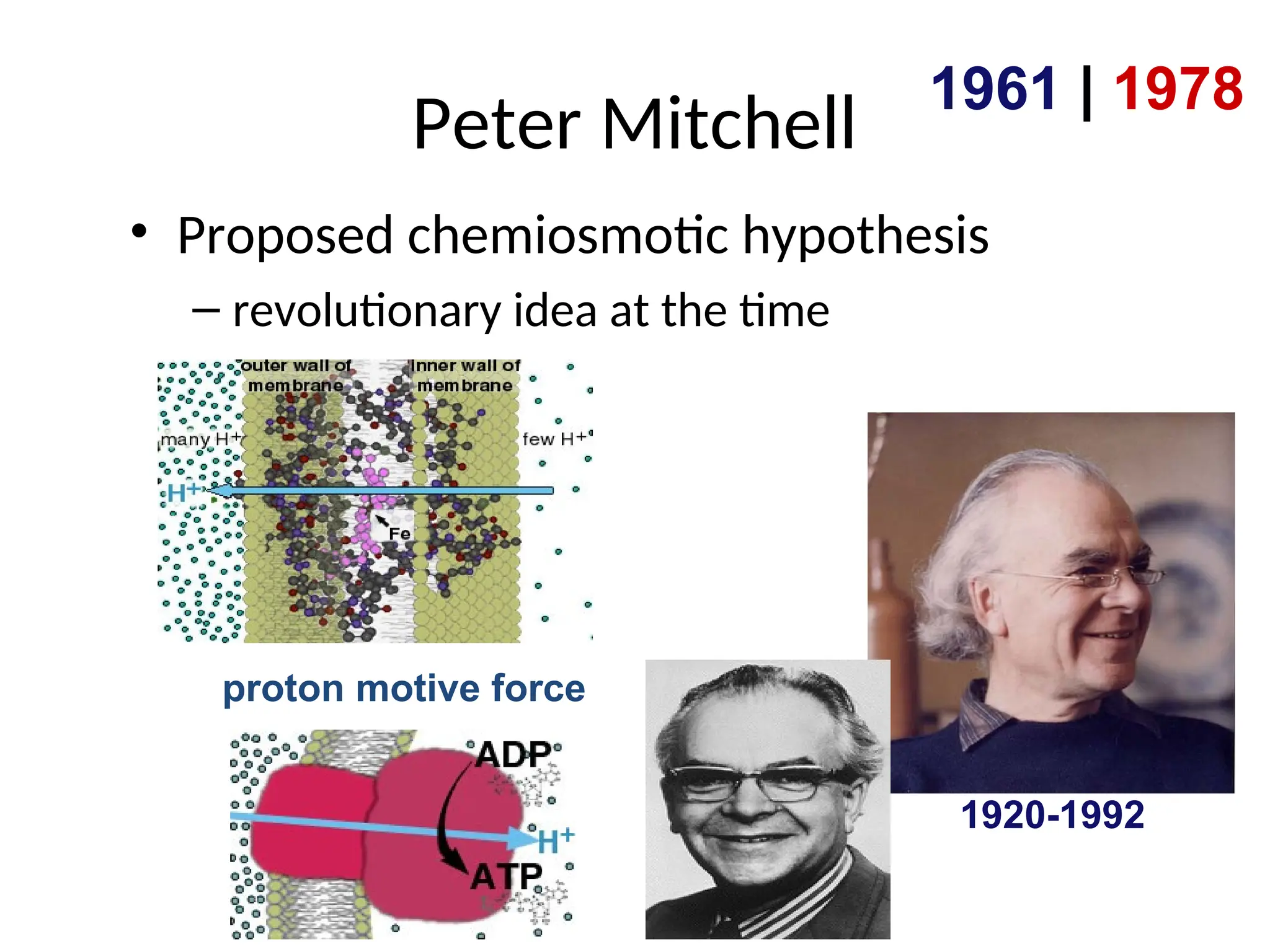 Peter Mitchell
• Proposed chemiosmotic hypothesis
– revolutionary idea at the time
1961 | 1978
1920-1992
proton motive force
 