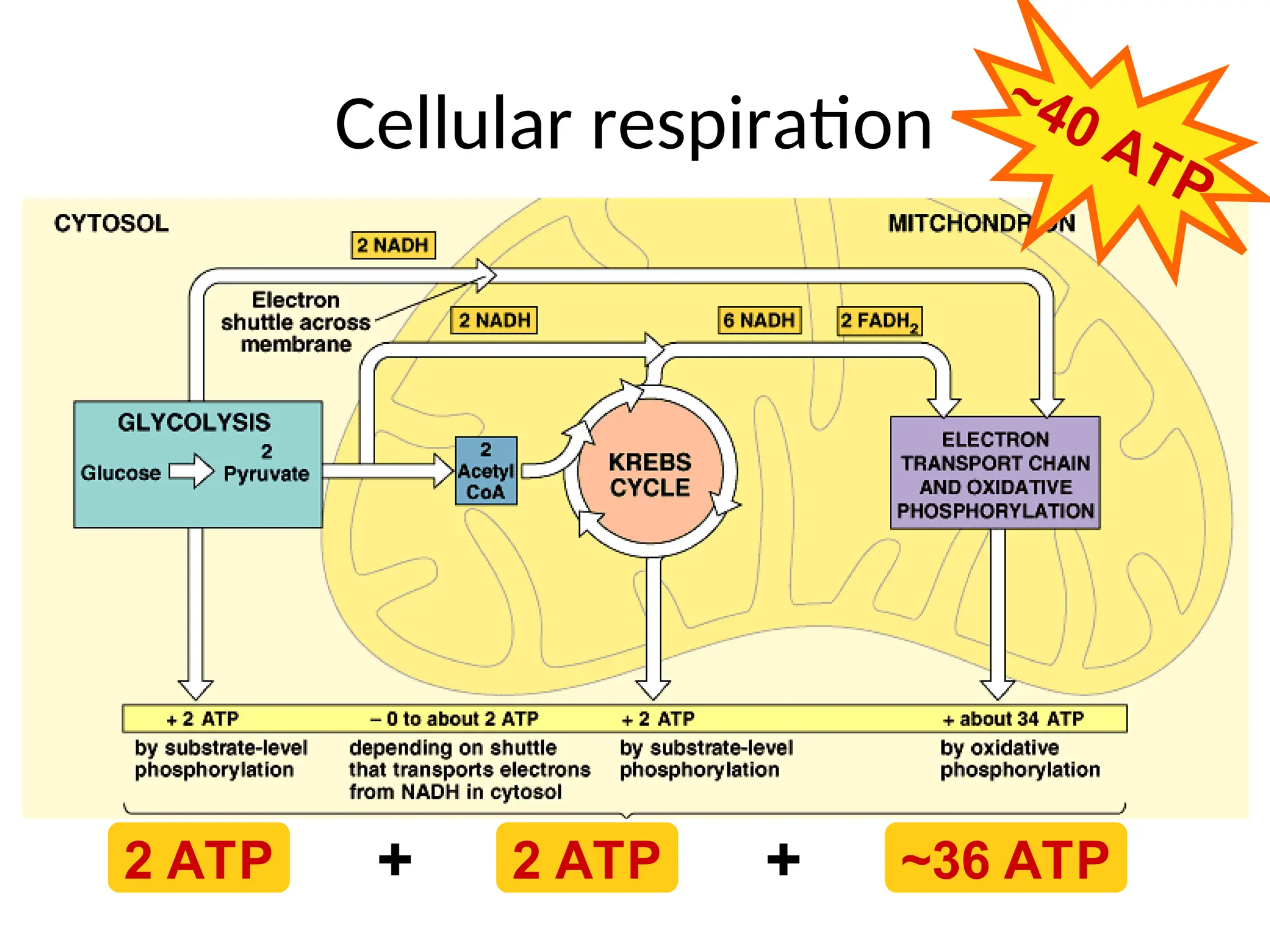 Cellular respiration
2 ATP 2 ATP ~36 ATP
+ +
~40 ATP
 