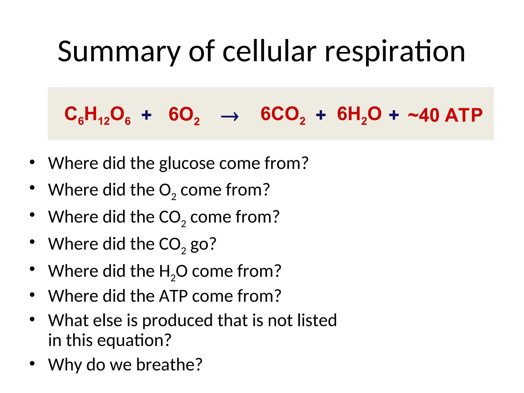 Summary of cellular respiration
• Where did the glucose come from?
• Where did the O2 come from?
• Where did the CO2 come from?
• Where did the CO2 go?
• Where did the H2O come from?
• Where did the ATP come from?
• What else is produced that is not listed
in this equation?
• Why do we breathe?
C6H12O6 6O2 6CO2 6H2O ~40 ATP

+ + +
 