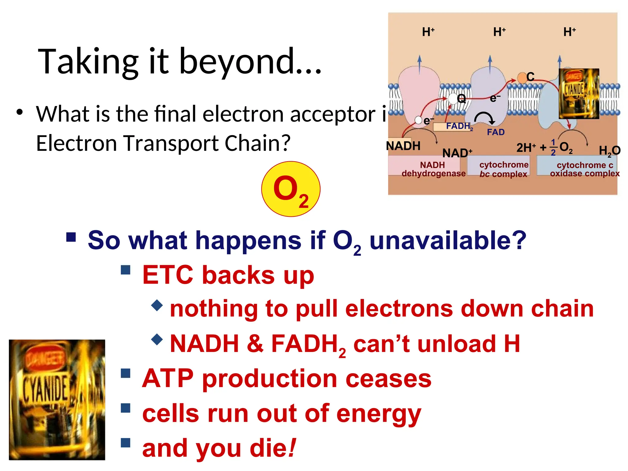  ETC backs up
 nothing to pull electrons down chain
 NADH & FADH2 can’t unload H
 ATP production ceases
 cells run out of energy
 and you die!
Taking it beyond…
• What is the final electron acceptor in
Electron Transport Chain?
O2
 So what happens if O2 unavailable?
NAD+
Q
C
NADH H2O
H+
e–
2H+
+ O2
H+
H+
e–
FADH2
1
2
NADH
dehydrogenase
cytochrome
bc complex
cytochrome c
oxidase complex
FAD
e–
 