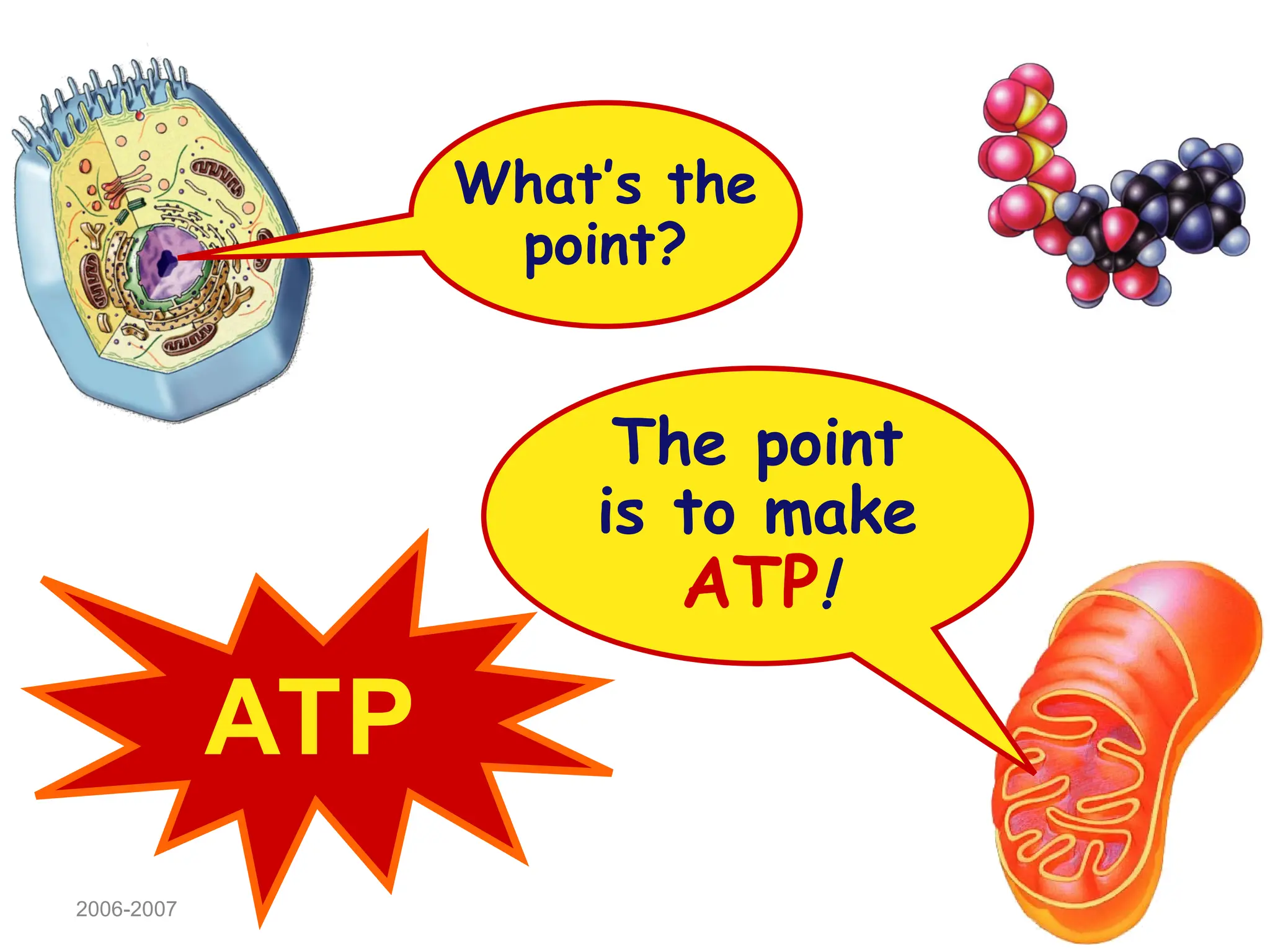 2006-2007
What’s the
point?
The point
is to make
ATP!
ATP
 