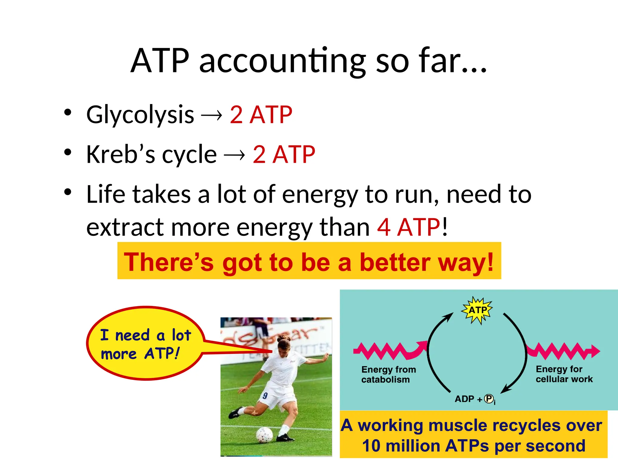 ATP accounting so far…
• Glycolysis  2 ATP
• Kreb’s cycle  2 ATP
• Life takes a lot of energy to run, need to
extract more energy than 4 ATP!
A working muscle recycles over
10 million ATPs per second
There’s got to be a better way!
I need a lot
more ATP!
 
