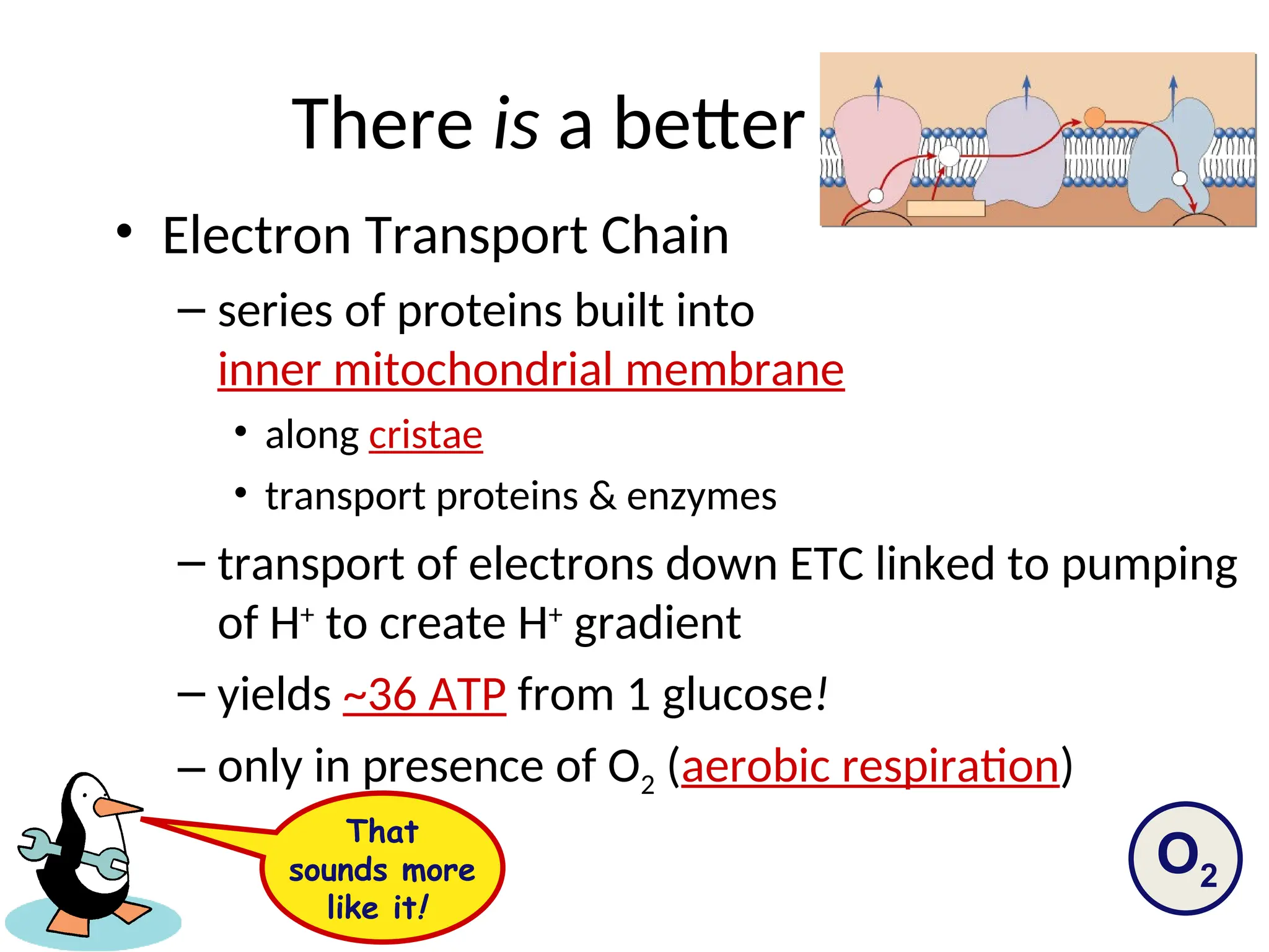 There is a better way!
• Electron Transport Chain
– series of proteins built into
inner mitochondrial membrane
• along cristae
• transport proteins & enzymes
– transport of electrons down ETC linked to pumping
of H+
to create H+
gradient
– yields ~36 ATP from 1 glucose!
– only in presence of O2 (aerobic respiration)
O2
That
sounds more
like it!
 