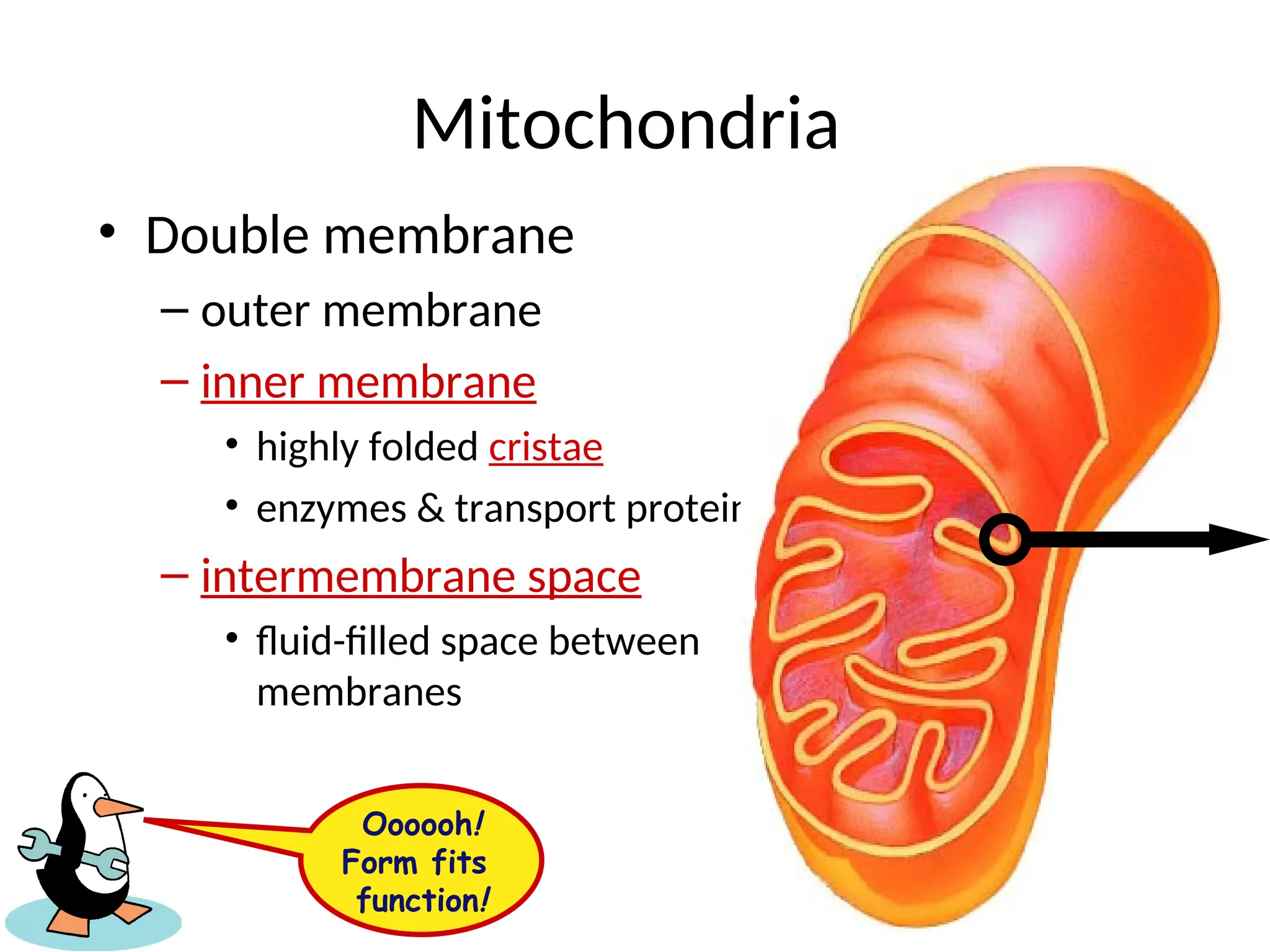Mitochondria
• Double membrane
– outer membrane
– inner membrane
• highly folded cristae
• enzymes & transport proteins
– intermembrane space
• fluid-filled space between
membranes
Oooooh!
Form fits
function!
 