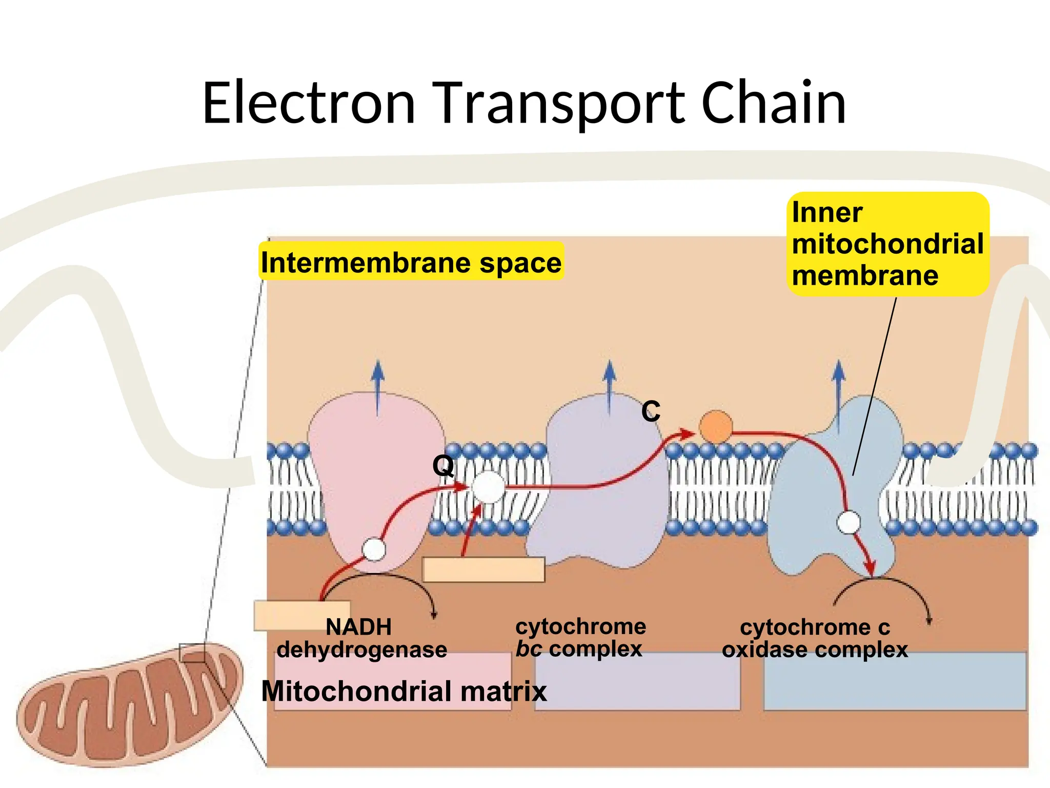 Electron Transport Chain
Intermembrane space
Mitochondrial matrix
Q
C
NADH
dehydrogenase
cytochrome
bc complex
cytochrome c
oxidase complex
Inner
mitochondrial
membrane
 