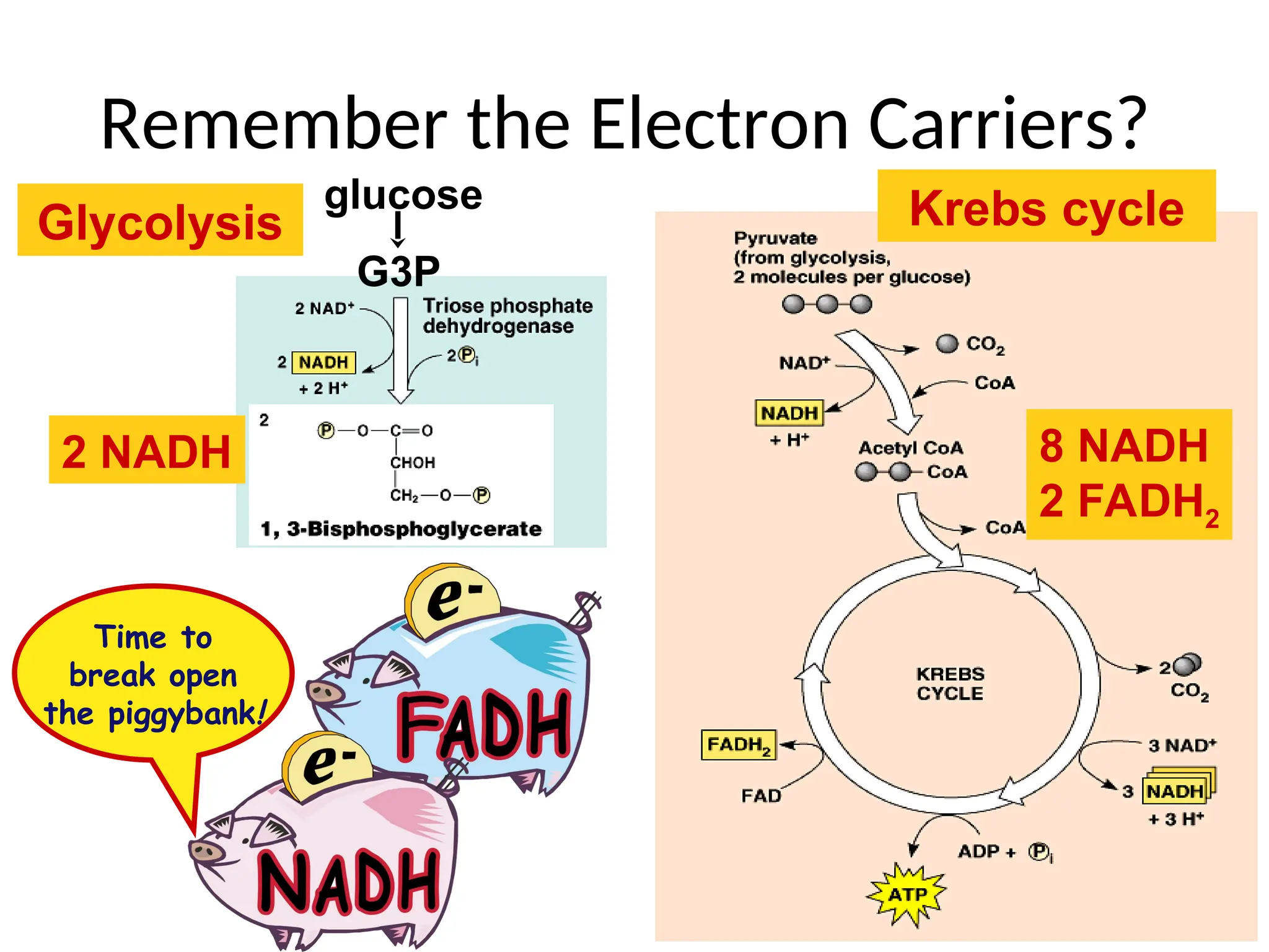 G3P
Glycolysis Krebs cycle
8 NADH
2 FADH2
Remember the Electron Carriers?
2 NADH
Time to
break open
the piggybank!
glucose
 