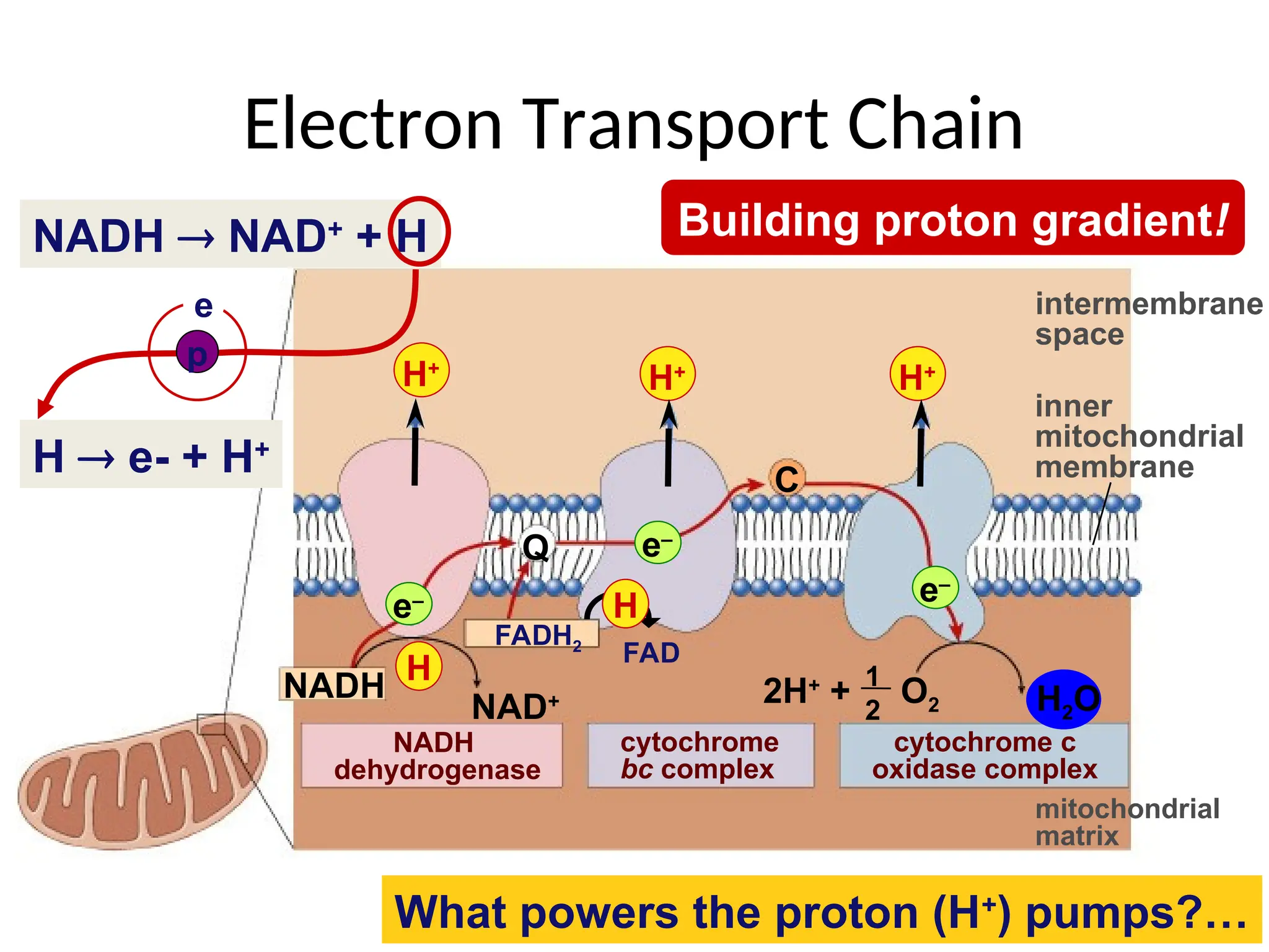 Electron Transport Chain
intermembrane
space
mitochondrial
matrix
inner
mitochondrial
membrane
NAD+
Q
C
NADH H2O
H+
e–
2H+
+ O2
H+
H+
e–
FADH2
1
2
NADH
dehydrogenase
cytochrome
bc complex
cytochrome c
oxidase complex
FAD
e–
H
H  e- + H+
NADH  NAD+
+ H
H
p
e
Building proton gradient!
What powers the proton (H+
) pumps?…
 