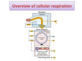 cellular respiration and mitochondria .ppt