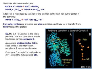 cellular respiration and mitochondria .ppt