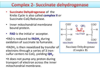 cellular respiration and mitochondria .ppt