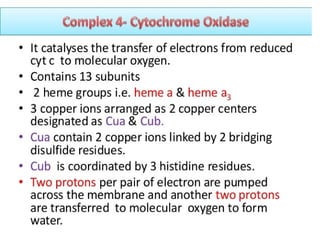 cellular respiration and mitochondria .ppt