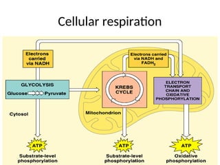cellular respiration and mitochondria .ppt