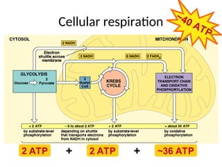 cellular respiration and mitochondria .ppt