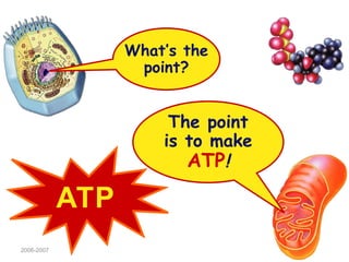 cellular respiration and mitochondria .ppt