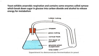 Yeast exhibits anaerobic respiration and contains some enzymes called zymase
which break down sugar in glucose into carbon dioxide and alcohol to release
energy for metabolism
.
 