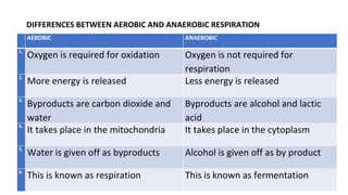 DIFFERENCES BETWEEN AEROBIC AND ANAEROBIC RESPIRATION
AEROBIC ANAEROBIC
1.
Oxygen is required for oxidation Oxygen is not required for
respiration
2.
More energy is released Less energy is released
3.
Byproducts are carbon dioxide and
water
Byproducts are alcohol and lactic
acid
4.
It takes place in the mitochondria It takes place in the cytoplasm
5.
Water is given off as byproducts Alcohol is given off as by product
6.
This is known as respiration This is known as fermentation
 