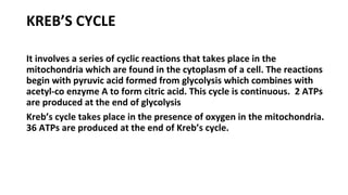 KREB’S CYCLE
It involves a series of cyclic reactions that takes place in the
mitochondria which are found in the cytoplasm of a cell. The reactions
begin with pyruvic acid formed from glycolysis which combines with
acetyl-co enzyme A to form citric acid. This cycle is continuous. 2 ATPs
are produced at the end of glycolysis
Kreb’s cycle takes place in the presence of oxygen in the mitochondria.
36 ATPs are produced at the end of Kreb’s cycle.
 