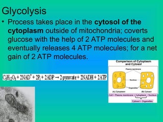 Glycolysis
• Process takes place in the cytosol of the
cytoplasm outside of mitochondria; coverts
glucose with the help of 2 ATP molecules and
eventually releases 4 ATP molecules; for a net
gain of 2 ATP molecules.
 