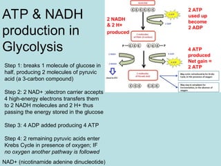 ATP & NADH
production in
Glycolysis
Step 1: breaks 1 molecule of glucose in
half, producing 2 molecules of pyruvic
acid (a 3-carbon compound)
Step 2: 2 NAD+ ;electron carrier accepts
4 high-energy electrons transfers them
to 2 NADH molecules and 2 H+ thus
passing the energy stored in the glucose
Step 3: 4 ADP added producing 4 ATP
Step 4: 2 remaining pyruvic acids enter
Krebs Cycle in presence of oxygen; IF
no oxygen another pathway is followed
NAD+ (nicotinamide adenine dinucleotide)
2 NADH
& 2 H+
produced
2 ATP
used up
become
2 ADP
4 ATP
produced
Net gain =
2 ATP
 