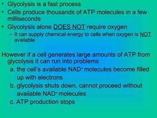 • Glycolysis is a fast process
• Cells produce thousands of ATP molecules in a few
milliseconds
• Glycolysis alone DOES NOT require oxygen
– It can supply chemical energy to cells when oxygen is NOT
available
However if a cell generates large amounts of ATP from
glycolysis it can run into problems
a. the cell’s available NAD+
molecules become filled
up with electrons
b. glycolysis shuts down, cannot proceed without
available NAD+
molecules
c. ATP production stops
 