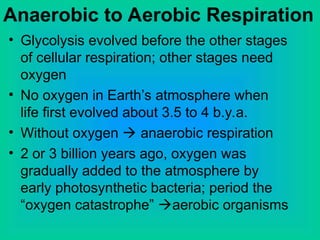 Anaerobic to Aerobic Respiration
• Glycolysis evolved before the other stages
of cellular respiration; other stages need
oxygen
• No oxygen in Earth’s atmosphere when
life first evolved about 3.5 to 4 b.y.a.
• Without oxygen  anaerobic respiration
• 2 or 3 billion years ago, oxygen was
gradually added to the atmosphere by
early photosynthetic bacteria; period the
“oxygen catastrophe” aerobic organisms
 