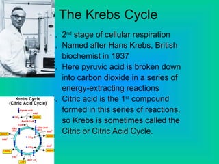 The Krebs Cycle
1. 2nd
stage of cellular respiration
2. Named after Hans Krebs, British
biochemist in 1937
3. Here pyruvic acid is broken down
into carbon dioxide in a series of
energy-extracting reactions
4. Citric acid is the 1st
compound
formed in this series of reactions,
so Krebs is sometimes called the
Citric or Citric Acid Cycle.
 