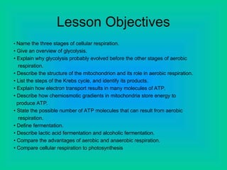 Lesson Objectives
• Name the three stages of cellular respiration.
• Give an overview of glycolysis.
• Explain why glycolysis probably evolved before the other stages of aerobic
respiration.
• Describe the structure of the mitochondrion and its role in aerobic respiration.
• List the steps of the Krebs cycle, and identify its products.
• Explain how electron transport results in many molecules of ATP.
• Describe how chemiosmotic gradients in mitochondria store energy to
produce ATP.
• State the possible number of ATP molecules that can result from aerobic
respiration.
• Define fermentation.
• Describe lactic acid fermentation and alcoholic fermentation.
• Compare the advantages of aerobic and anaerobic respiration.
• Compare cellular respiration to photosynthesis
 