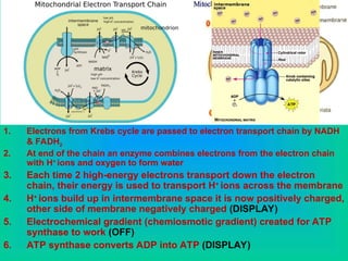 1. Electrons from Krebs cycle are passed to electron transport chain by NADH
& FADH2
2. At end of the chain an enzyme combines electrons from the electron chain
with H+
ions and oxygen to form water
3. Each time 2 high-energy electrons transport down the electron
chain, their energy is used to transport H+
ions across the membrane
4. H+
ions build up in intermembrane space it is now positively charged,
other side of membrane negatively charged (DISPLAY)
5. Electrochemical gradient (chemiosmotic gradient) created for ATP
synthase to work (OFF)
6. ATP synthase converts ADP into ATP (DISPLAY)
 