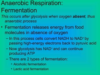 Anaerobic Respiration:
Fermentation
This occurs after glycolysis when oxygen absent, thus
anaerobic process
• Fermentation releases energy from food
molecules in absence of oxygen
– In this process cells convert NADH to NAD+
by
passing high-energy electrons back to pyruvic acid
– Now glycolysis has NAD+
and can continue
producing ATP
– There are 2 types of fermentation:
• Alcoholic fermentation
• Lactic acid fermentation
 
