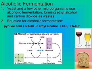 Alcoholic Fermentation
1. Yeast and a few other microorganisms use
alcoholic fermentation, forming ethyl alcohol
and carbon dioxide as wastes
2. Equation for alcoholic fermentation:
pyruvic acid + NADH  ethyl alcohol + CO2 + NAD+
 