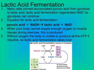 Lactic Acid Fermentation
1. Many cells convert accumulated pyruvic acid from gycolysis
to lactic acid; lactic acid fermentation regenerates NAD+
so
glycolysis can continue
2. Equation for lactic acid fermentation:
pyruvic acid + NADH  lactic acid + NAD+
4. When your body cannot supply enough oxygen to muscle
tissues during exercise, this is produced
5. Without oxygen the body is unable to produce all the ATP it
requires, so lactic acid fermentation takes over
 