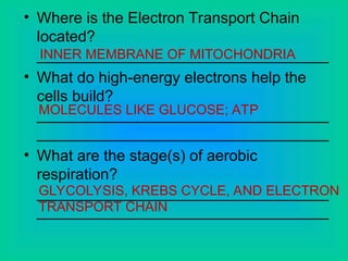 • Where is the Electron Transport Chain
located?
__________________________________
• What do high-energy electrons help the
cells build?
__________________________________
__________________________________
• What are the stage(s) of aerobic
respiration?
__________________________________
__________________________________
INNER MEMBRANE OF MITOCHONDRIA
MOLECULES LIKE GLUCOSE; ATP
GLYCOLYSIS, KREBS CYCLE, AND ELECTRON
TRANSPORT CHAIN
 