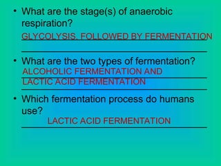 • What are the stage(s) of anaerobic
respiration?
__________________________________
__________________________________
• What are the two types of fermentation?
__________________________________
__________________________________
• Which fermentation process do humans
use?
__________________________________
GLYCOLYSIS, FOLLOWED BY FERMENTATION
ALCOHOLIC FERMENTATION AND
LACTIC ACID FERMENTATION
LACTIC ACID FERMENTATION
 