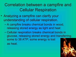 Correlation between a campfire and
Cellular Respiration
• Analyzing a campfire can clarify your
understanding of cellular respiration.
– A campfire breaks chemical bonds in wood,
releasing stored energy as light and heat
– Cellular respiration breaks chemical bonds in
glucose, releasing stored energy and transferring
some to 38 ATP; some energy is lost
as heat.
 