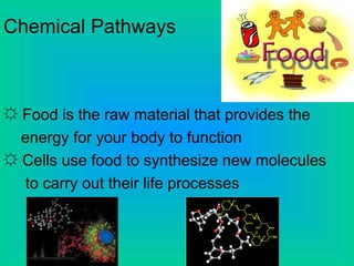 Chemical Pathways
☼ Food is the raw material that provides the
energy for your body to function
☼ Cells use food to synthesize new molecules
to carry out their life processes
 