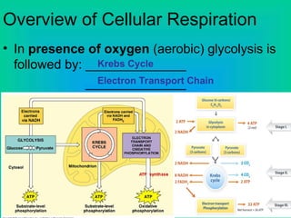 Overview of Cellular Respiration
• In presence of oxygen (aerobic) glycolysis is
followed by: ______________
______________
Krebs Cycle
Electron Transport Chain
 