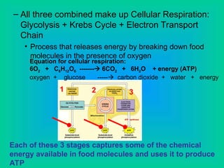 – All three combined make up Cellular Respiration:
Glycolysis + Krebs Cycle + Electron Transport
Chain
• Process that releases energy by breaking down food
molecules in the presence of oxygen
Each of these 3 stages captures some of the chemical
energy available in food molecules and uses it to produce
ATP
Equation for cellular respiration:
6O2 + C6H12O6 ------- 6CO2 + 6H2O + energy (ATP)
oxygen + glucose ----- carbon dioxide + water + energy
1 2 3
 