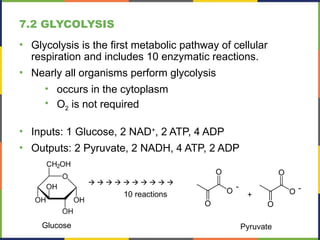 Cellular Respiration Powerpoint Notes for Biology | PPTX