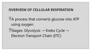 OVERVIEW OF CELLULAR RESPIRATION
A process that converts glucose into ATP
using oxygen.
Stages: Glycolysis Krebs Cycle
→ →
Electron Transport Chain (ETC)
 
