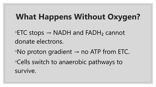 What Happens Without Oxygen?
◦ETC stops NADH and FADH₂ cannot
→
donate electrons.
◦No proton gradient no ATP from ETC.
→
◦Cells switch to anaerobic pathways to
survive.
 