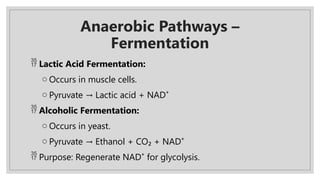 Anaerobic Pathways –
Fermentation
 Lactic Acid Fermentation:
o Occurs in muscle cells.
o Pyruvate Lactic acid + NAD⁺
→
 Alcoholic Fermentation:
o Occurs in yeast.
o Pyruvate Ethanol + CO₂ + NAD⁺
→
 Purpose: Regenerate NAD⁺ for glycolysis.
 