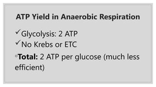 ATP Yield in Anaerobic Respiration
Glycolysis: 2 ATP
No Krebs or ETC
◦Total: 2 ATP per glucose (much less
efficient)
 
