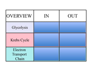 Biology 101 Cellular Respiration explained .pptx