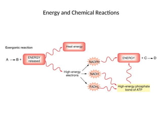 Biology 101 Cellular Respiration explained .pptx
